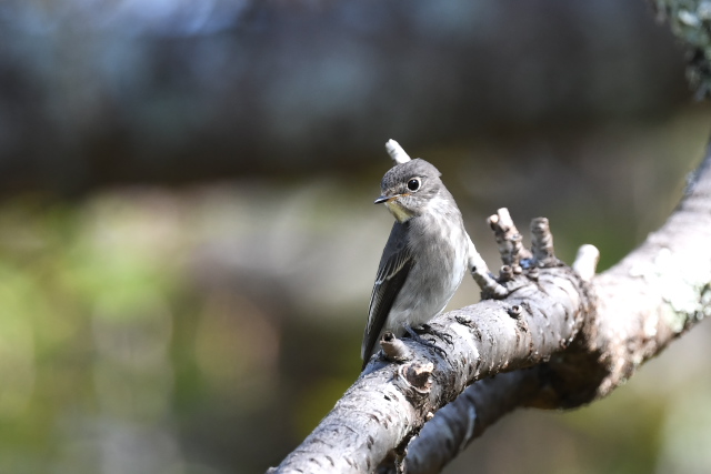 �T���r�^�L