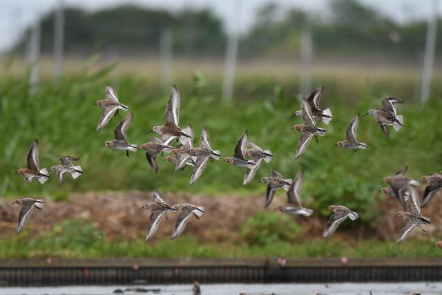 �g�E�l���ƃn�}�V�M