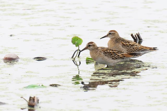 �E�Y���V�M