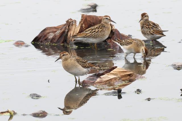 �E�Y���V�M