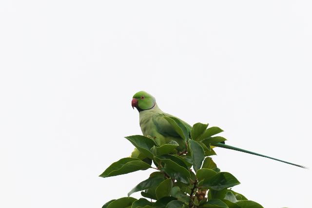 ���J�P�z���Z�C�C���R��