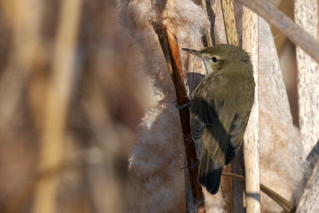 ���u���V�L��