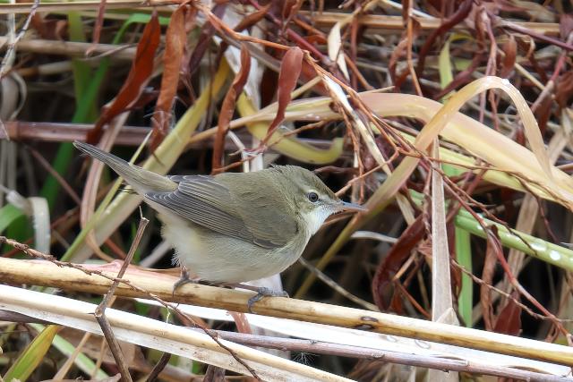 ���u���V�L��