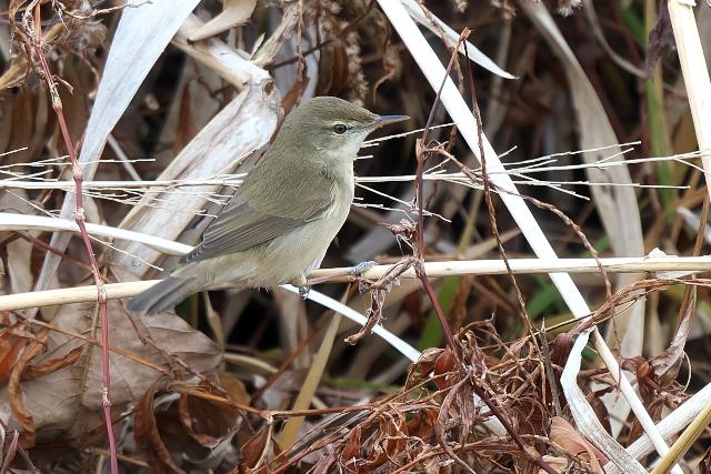 ���u���V�L��