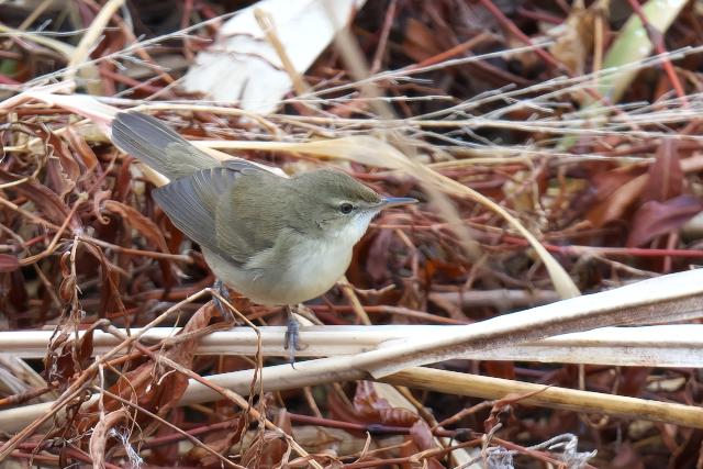 ���u���V�L��