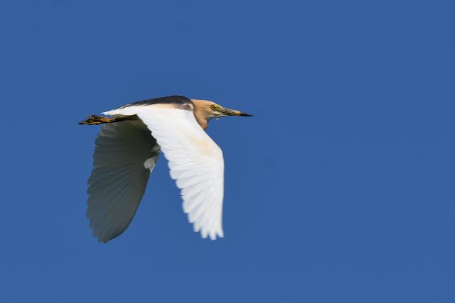 �W�����A�J�K�V���T�M