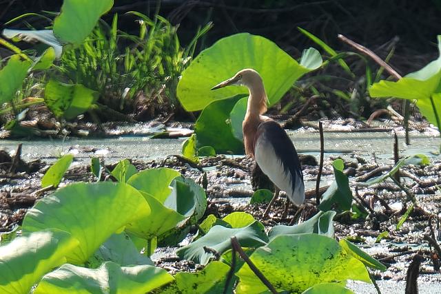 �W�����A�J�K�V���T�M