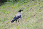 nCCKX(Hooded Crow)