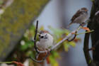 CGXY(House Sparrow)