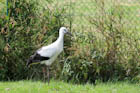 VoVRE(White Stork)