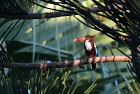 AIVErWhite-breasted Kingfisher/zCA