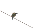 nIn`NCBlue-tailed Bee-eater/zCA