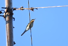 nIn`NCBlue-tailed Bee-eater/zCA