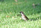YYEurasian Tree Sparrow/zCA
