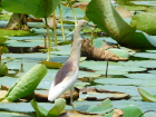 ChAJKVTMIndian Pond Heron/lS{_uւ̓r