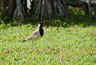 ChgTJQRed-wattled Lapwing/S[