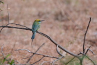 ~hn`NCLittle Green Bee-eater/_u