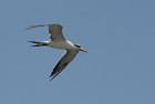 IIAWTVGreat Crested Tern/S[